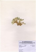 藏品(楔形仙掌藻)的圖片